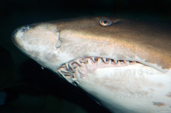 Oceanic whitetip shark (Carcharhinus longimanus)