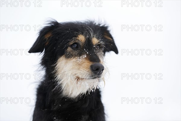 Mixed-breed dog