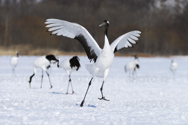 Red-crowned Crane