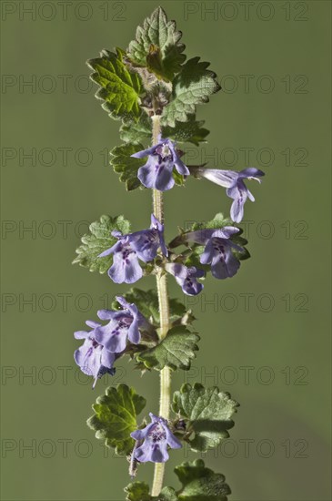 Ground-ivy