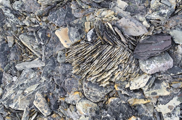 Frost damaged rocks in the Arctic ice desert