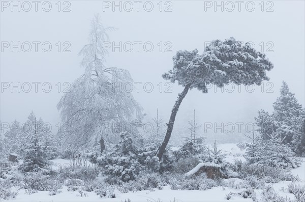 Trees covered with hoarfrost and snow