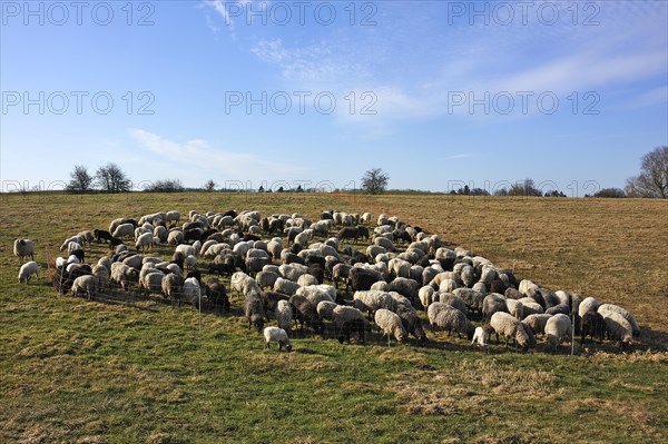 Flock of sheep in a pen on a pasture in the morning light