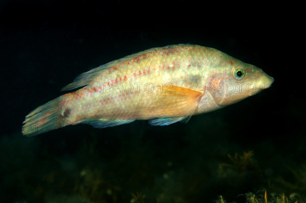 East Atlantic Peacock Wrasse (Symphodus tinca)