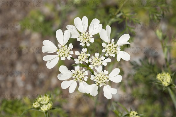 French Cow Parsley (Orlaya grandiflora)