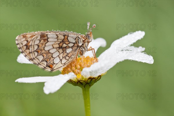 Heath Fritillary (Melitaea athalia) on an Oxeye Daisy (Leucanthemum vulgare)