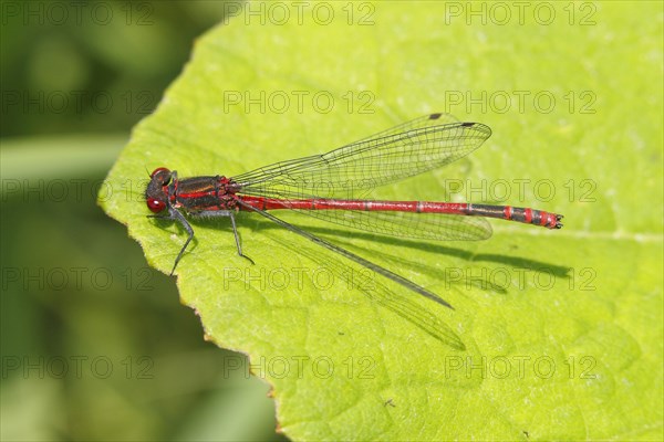 Large Red Damselfly (Pyrrhosoma nymphula)