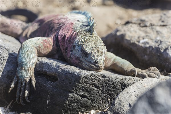 Marine Iguana (Amblyrhynchus cristatus)