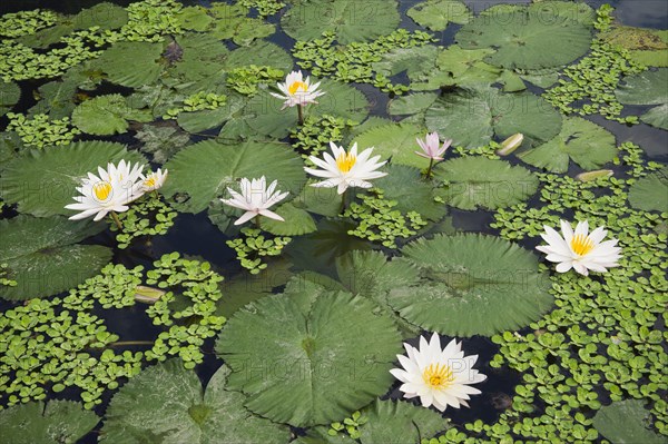 Water lilies (Nymphaea)