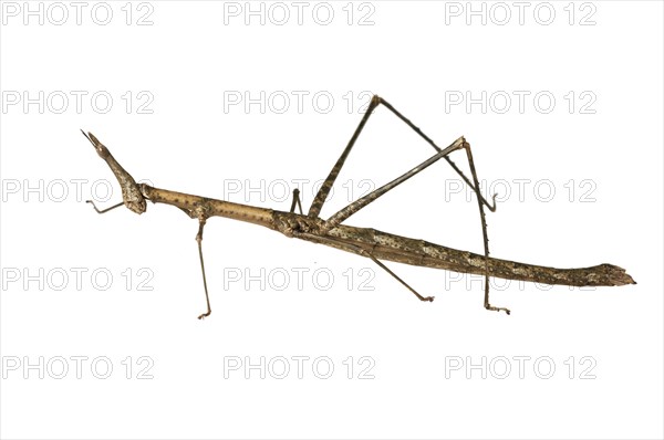 Horse Head Grasshopper (Pseudoproscopia latirostris)