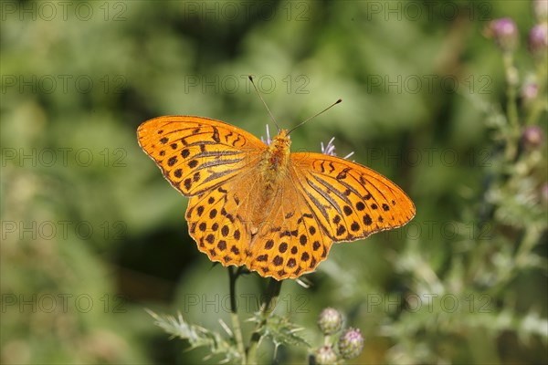 Silver-washed Fritillary (Argynnis paphia)