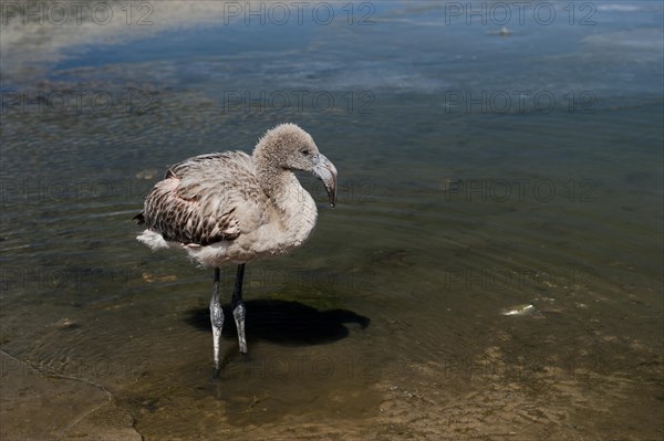 Young Andean Flamingo (Phoenicoparrus andinus) in a lagoon