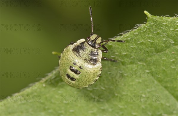 Common Green Shieldbug (Palomena prasina)