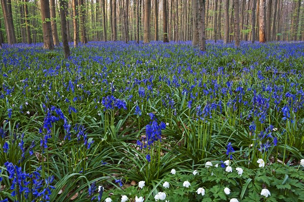 Atlantic Bluebells or Common Bluebells (Hyacinthoides non-scripta)