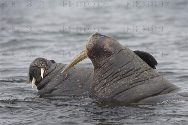 Walruses (Odobenus rosmarus)