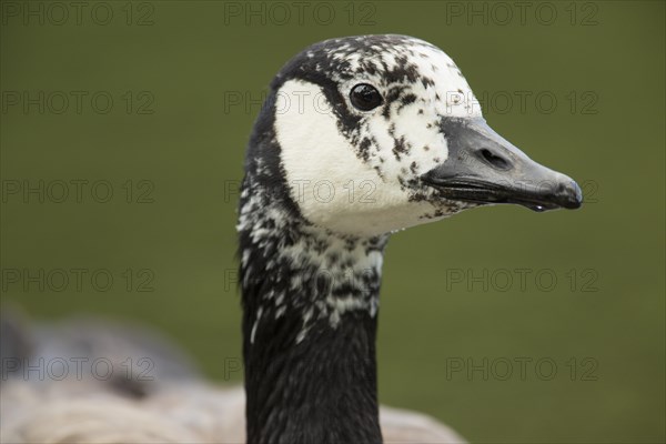 Canada Goose (Branta canadensis)