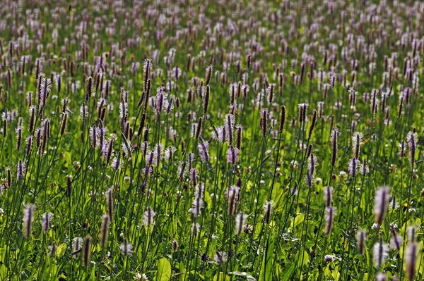 Ribwort Plantain (Plantago lanceolata)