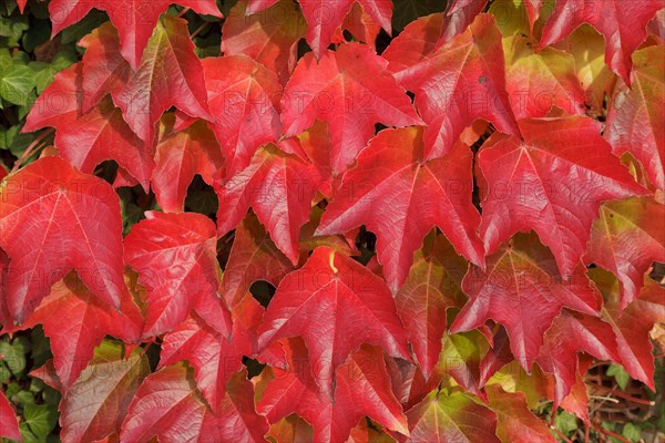 Boston ivy (Parthenocissus tricuspidata)