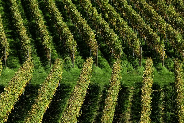 Vines in autumn