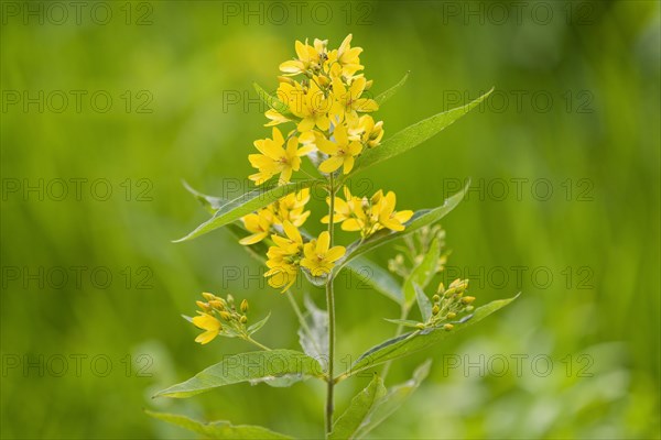 Garden Loosestrife or Yellow Loosestrife (Lysimachia vulgaris)