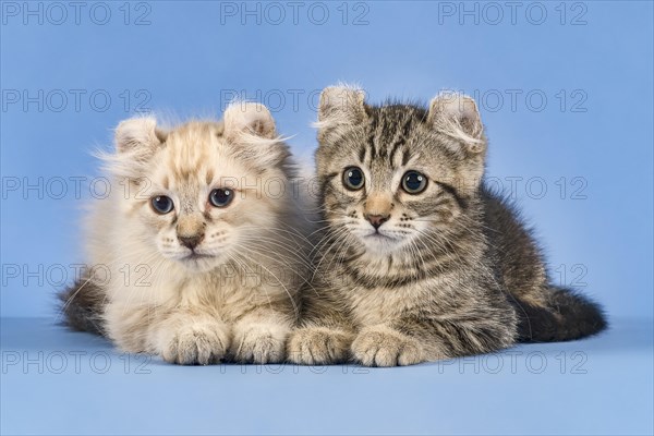 Two breedscats American Curl (Felis silvestris catus)