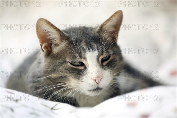 Grey cat