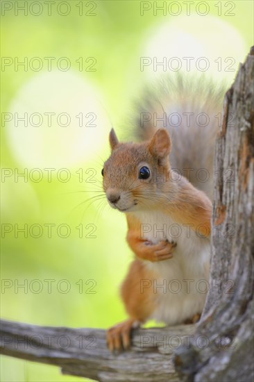 Eurasian Red Squirrel (Sciurus vulgaris) looks curiously out from behind an old pine stump