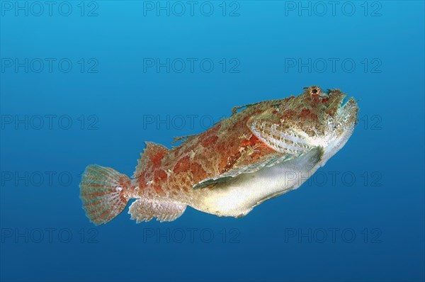 Sea Raven (Hemitripterus villosus)