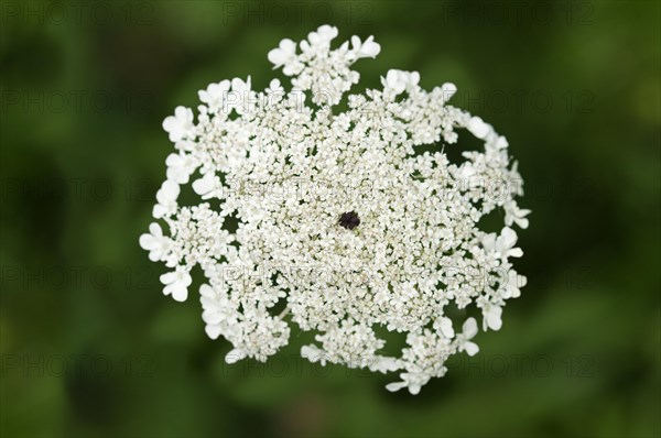 Umbel of Wild Carrot