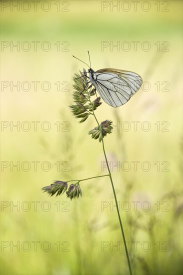 Black-veined White butterfly (Aporia crataegi) on Cock's-foot or Orchard Grass (Dactylis glomerata)