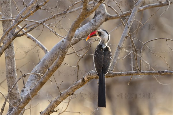 Red-billed Hornbill (Tockus erythrorhynchus)