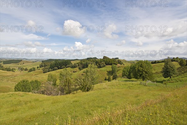 Landscape with hilly meadows