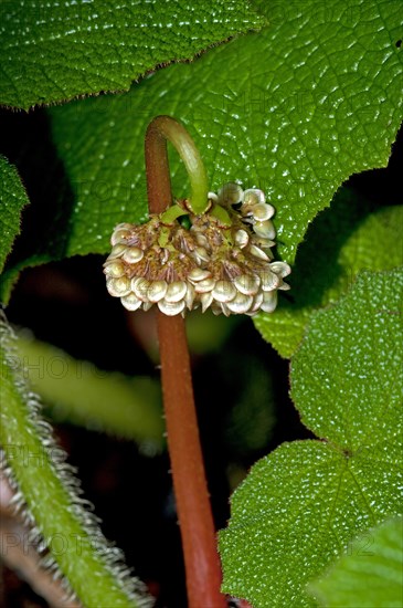 Unfolding flower of a Begonia (Begonia sp.)