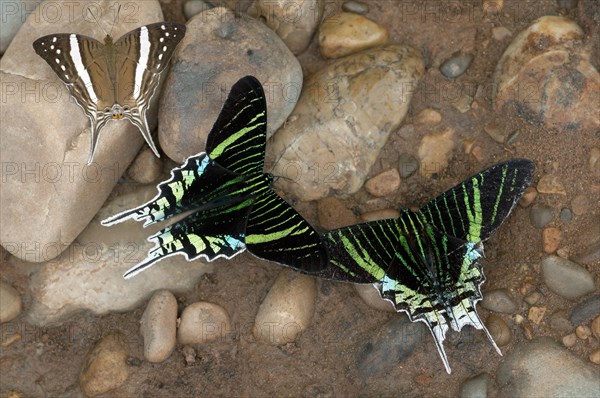 Green-banded Urania moths (Urania leilus) feeding on mineral-rich water