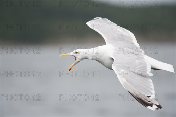 Herring Gull (Larus argentatus) flying with an open beak