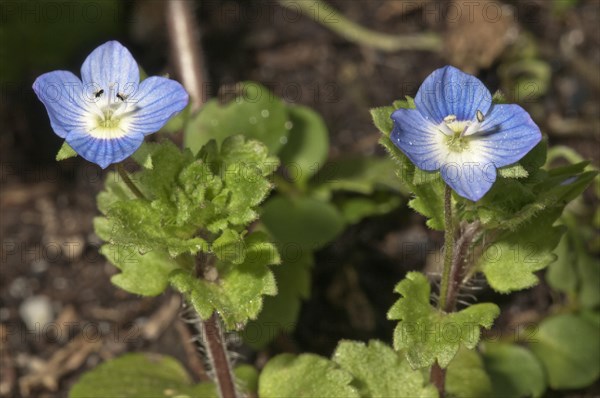 Flowering Germander Speedwell or Bird's-eye Speedwell (Veronica chamaedrys)