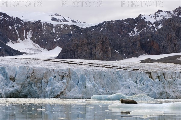 Bearded Seal (Erignathus barbatus) in Fjortende Julibreen