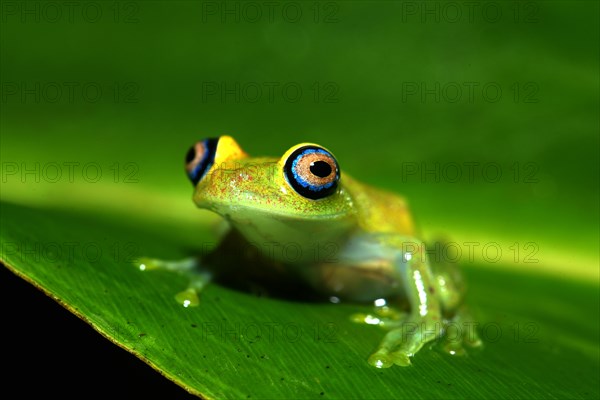 Green Bright-eyed Frog (Boophis viridis)