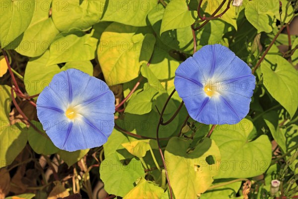 Morning Glory (Ipomoea purpurea)