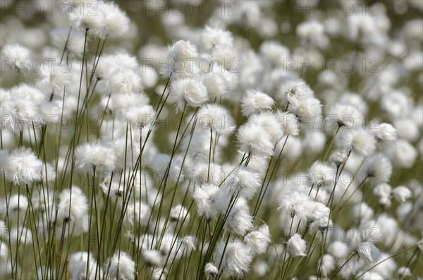 Blooming Hare's-tail Cottongrass