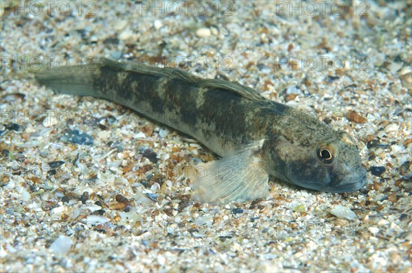 Black Goby (Gobius niger)