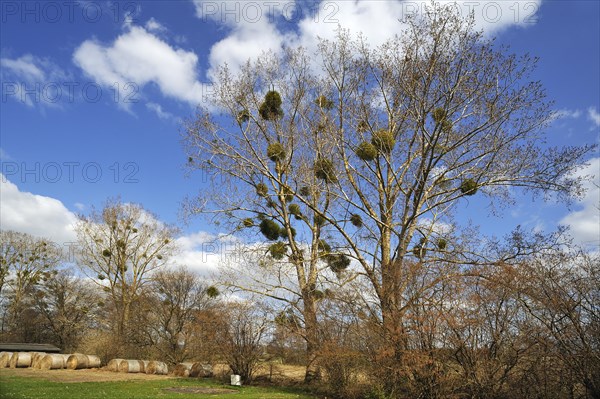 Mistletoe (Viscum album) growing in Poplar Trees (Populus)