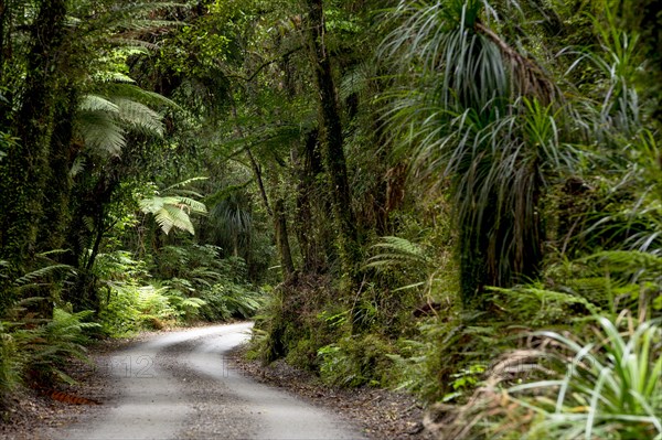 Forest trail in the middle of a New Zealand jungle