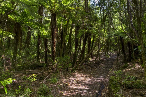 Hiking trail in the jungle