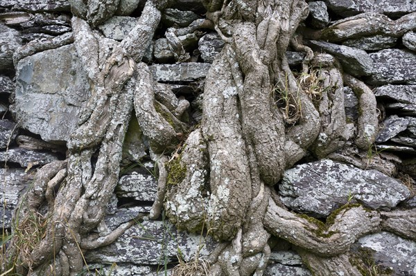 Old brick wall overgrown with ivy roots on Ballycarbery Castle