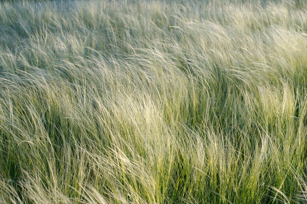 Feather grass