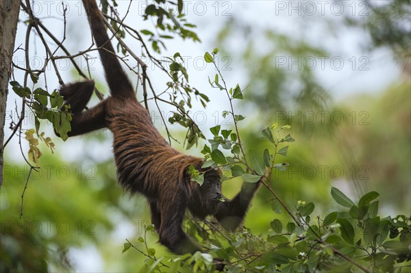 Northern Muriqui (Brachyteles hypoxanthus)