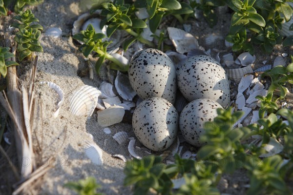 Clutch of a Common Ringed Plover or Ringed Plover (Charadrius hiaticula) amidst salicornia