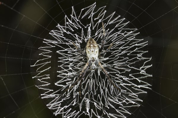 Orb-web spider