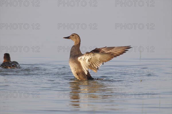 Gadwall (Anas strepera)